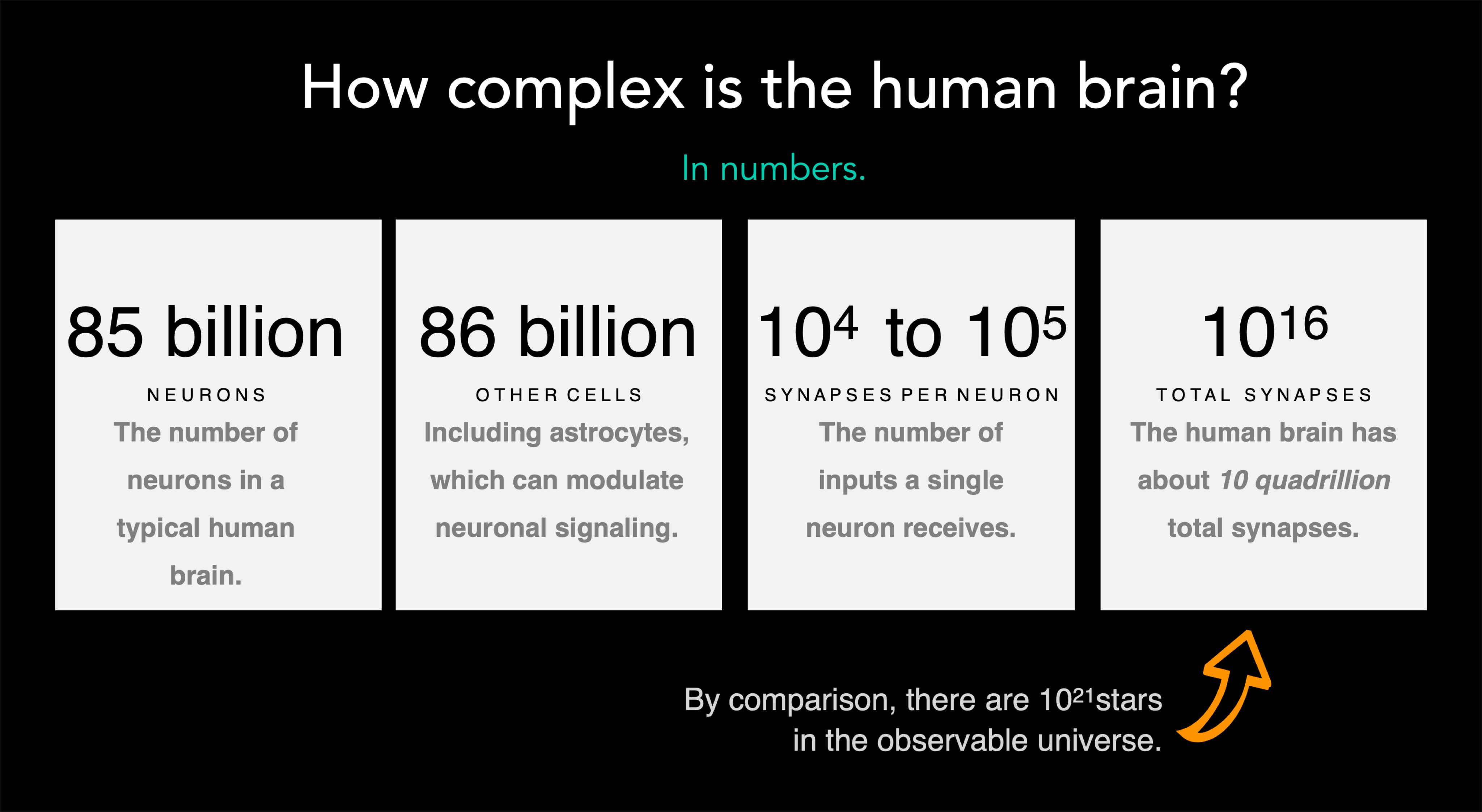 The Brain in Balance